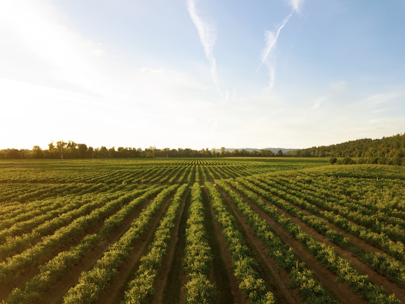 Vineyard rows in warm light for a scenic Douro lunch